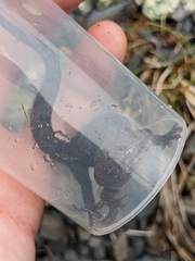 Woodworthia southern alps