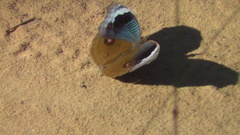 Junonia artaxia