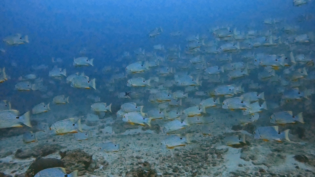 Sailfin Snapper from Cormorant Passage, Hope Vale, QLD, AU on December