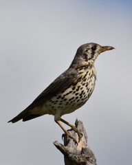 Turdus litsitsirupa