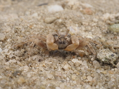 Scopimera intermedia