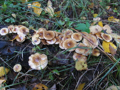 Pholiota mixta