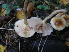 Pholiota mixta