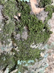 Porella platyphylla