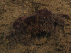 Parapyxidognathus deianira