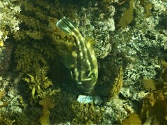 Meuschenia freycineti