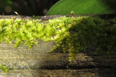 Sematophyllum