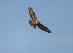 Buteo japonicus