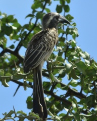 Lophoceros nasutus