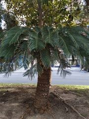 Cycas revoluta