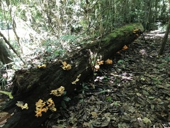 Laetiporus versisporus