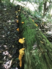 Laetiporus versisporus