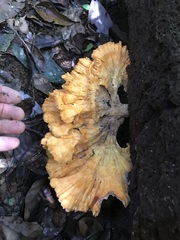 Laetiporus versisporus
