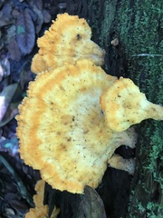 Laetiporus versisporus