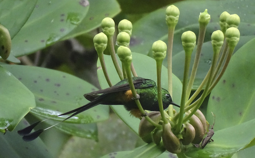 Peruvian Racket-tail