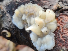 Exidia thuretiana