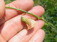 Crotalaria laburnifolia