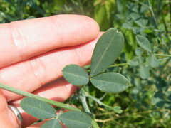 Crotalaria laburnifolia