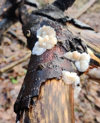 Exidia thuretiana