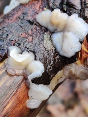 Exidia thuretiana