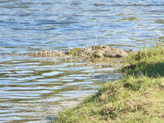 Crocodylus palustris