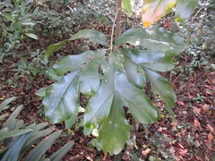 Cussonia