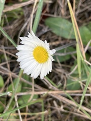 Bellis sylvestris