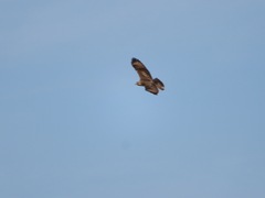 Buteo japonicus