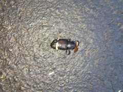 Heilipodus erythrorhynchus