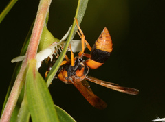 Anterhynchium nigrocinctum