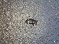 Heilipodus erythrorhynchus