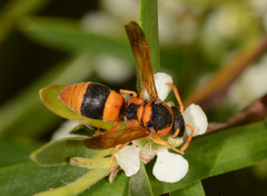 Anterhynchium nigrocinctum