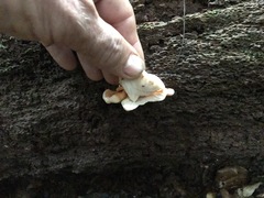 Laetiporus versisporus