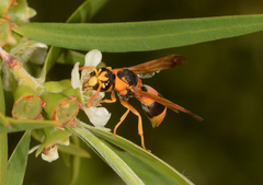 Anterhynchium nigrocinctum