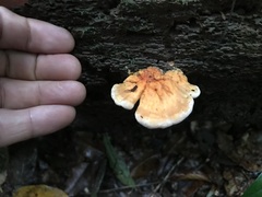 Laetiporus versisporus