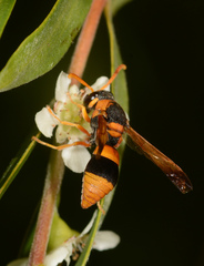 Anterhynchium nigrocinctum