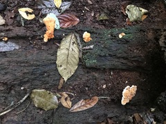 Laetiporus versisporus