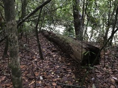 Laetiporus versisporus