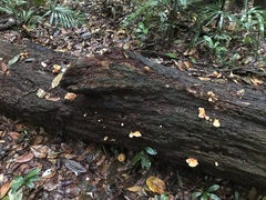 Laetiporus versisporus
