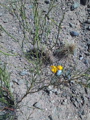Senna aphylla