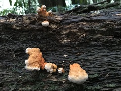 Laetiporus versisporus