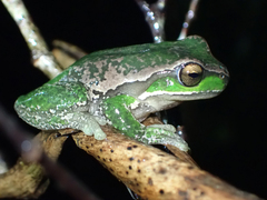 Ranoidea subglandulosa