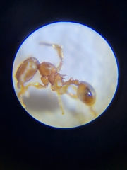 Pheidole rugosula