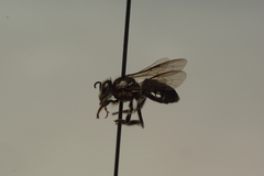 Apis andreniformis