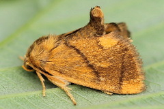 Apoda limacodes