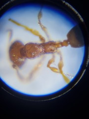 Pheidole rugosula