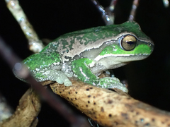 Ranoidea subglandulosa