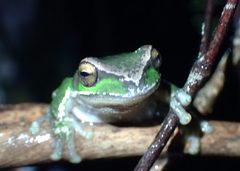 Ranoidea subglandulosa