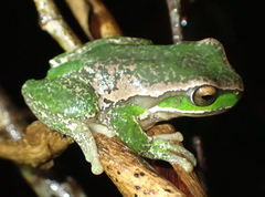 Ranoidea subglandulosa