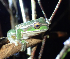 Ranoidea subglandulosa